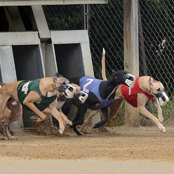 Mardi Gras Casino Dog Racing